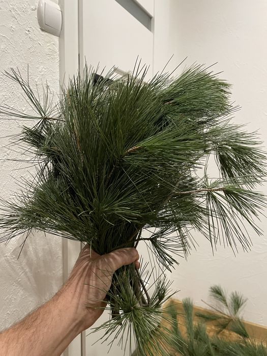 Sosna wejmutka gałazki pęczki żywe wysyłka