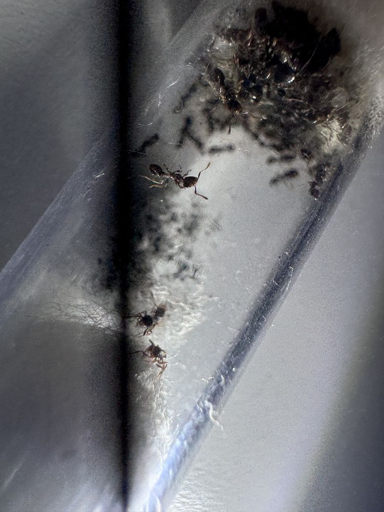 Tetramorium ceaspitum królowa + 50-100 robotnic mrówki