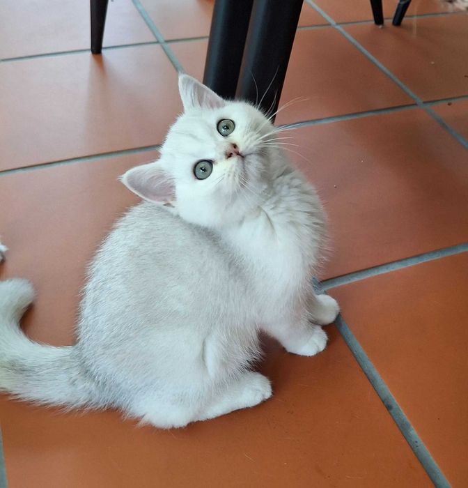Gatinho British Shorthair
