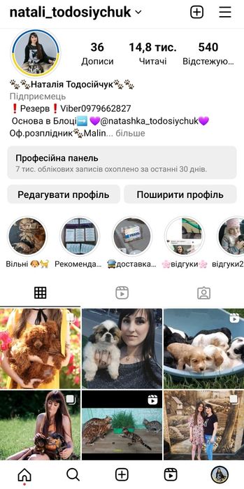 Класний потужний хлопчик спаніель