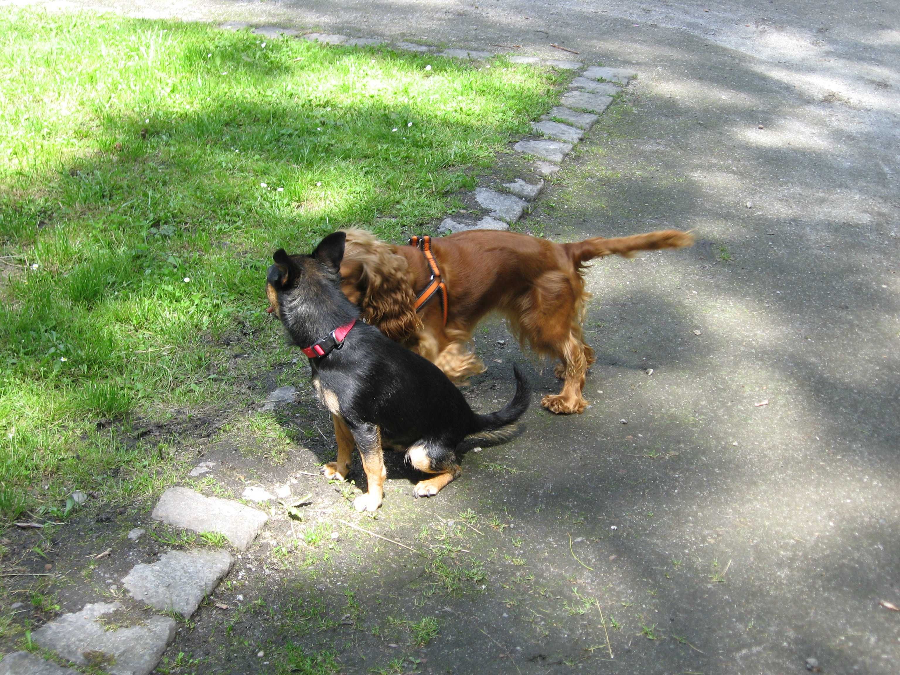 Cudowna suczka do adopcji
