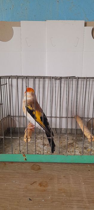 Sprzedam szczygly majory