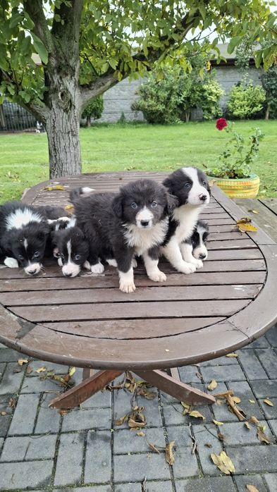 Pieski Border Collie