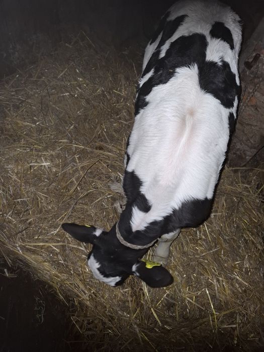 Sprzedam cielaka jałowke