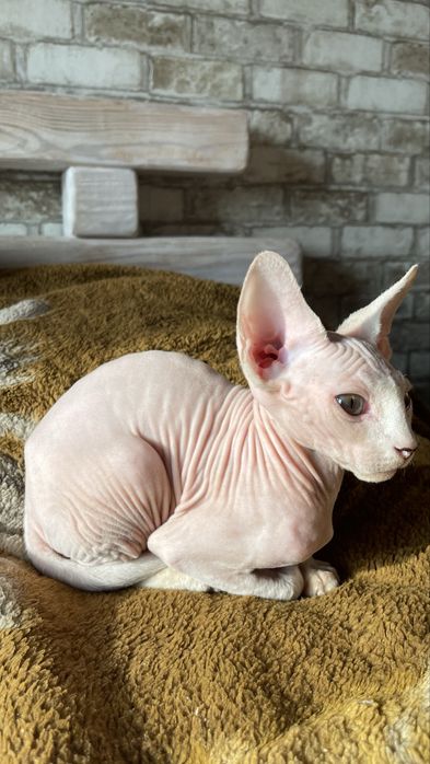 Сфінкс, хлопчик 4 міс., красень