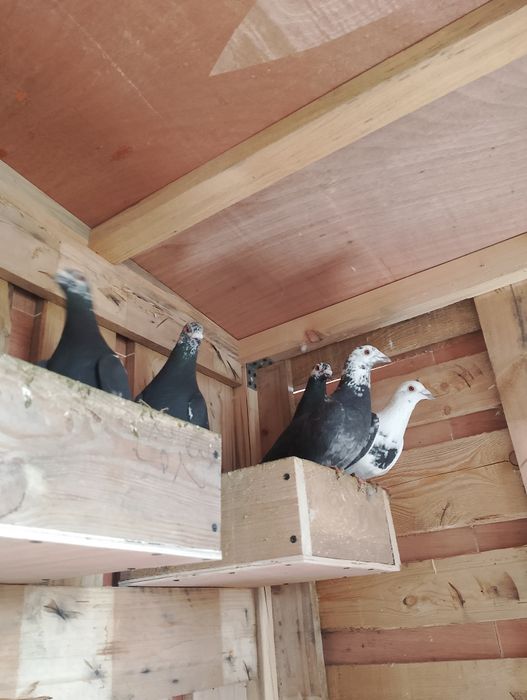 Sprzedam gołębie pocztowe tigry pary parzyste