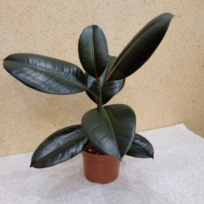 Фікус каучуконосний Абіджан (Abidjan), 35 см. ОЛХ-доставка/самовивіз