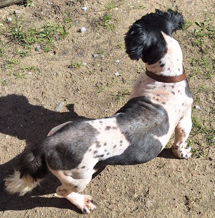 Shih tzu dorosły pies/samiec z rodowodem