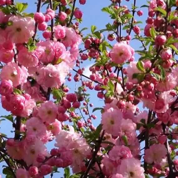 Сакура Магнолія Персик Слива Груша Яблуня Абрикос Фундук Ківі Гранат