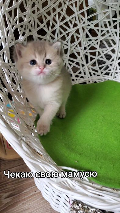 Ручные малыши, котята золотая шиншилла