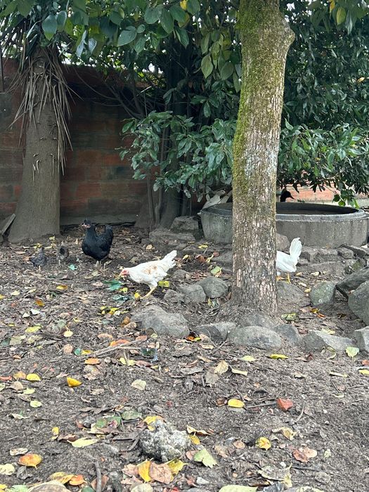 Para venda peruas deste ano