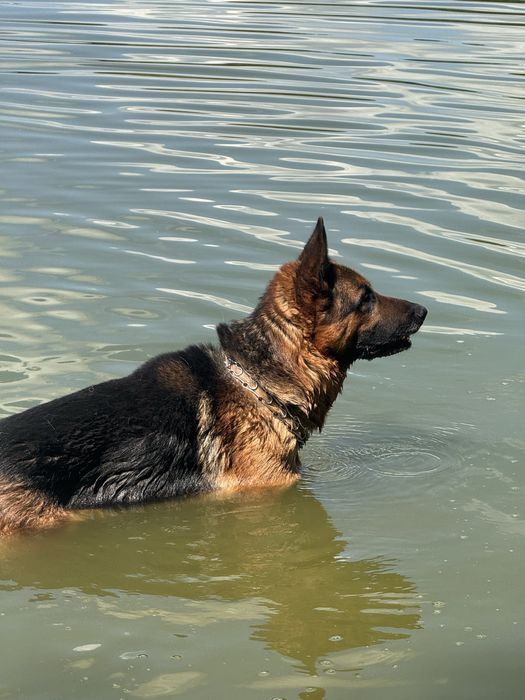 Немецкая овчарка . Мальчик для вязки