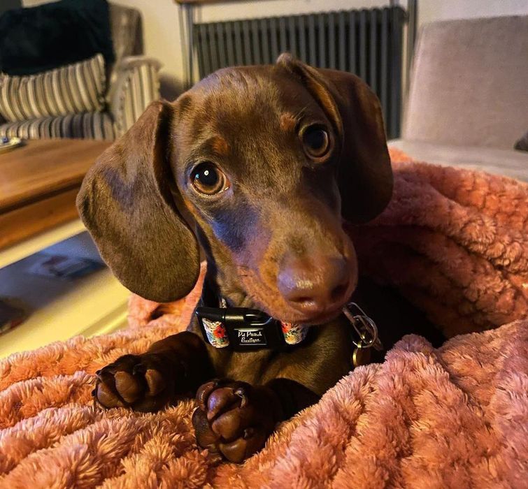 Шоколадні таксята хлопчики