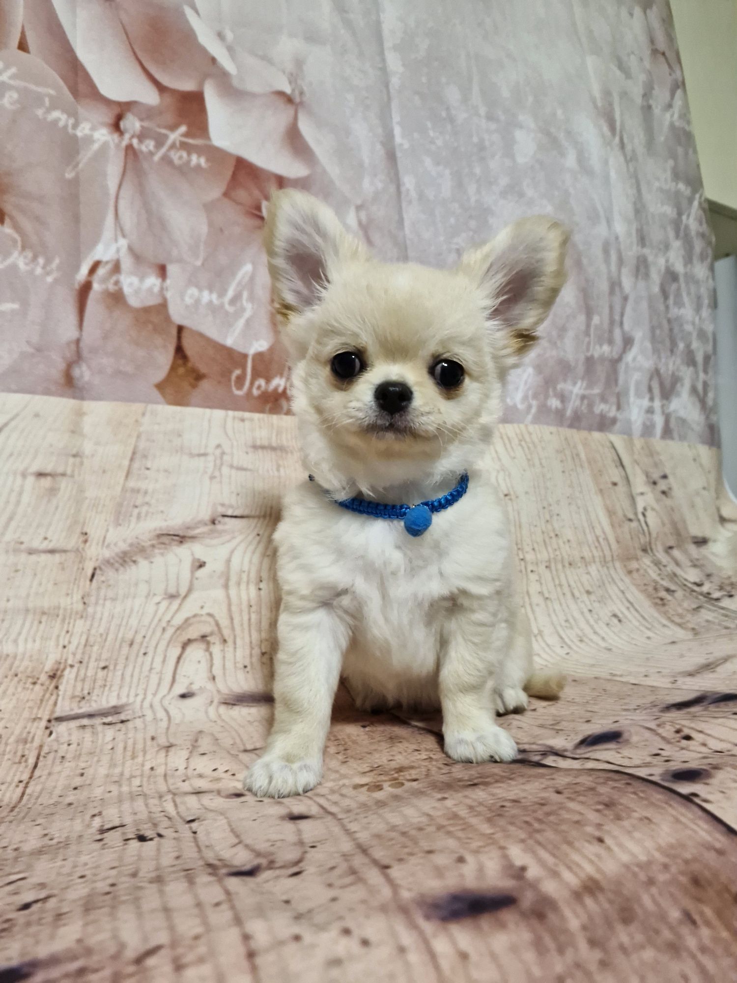 SELFI Chihuahua Długowłosy ZKwP FCI