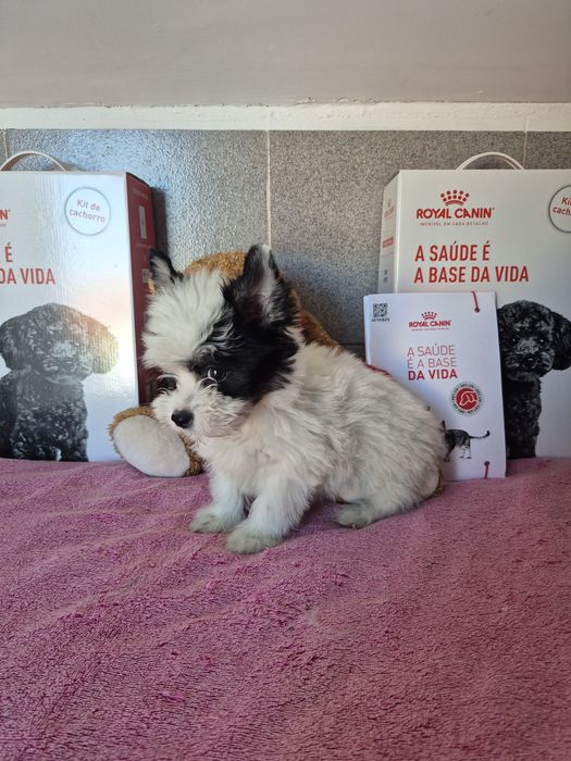 Biewer Terrier Fêmea Criadora Registada PT 3088FL