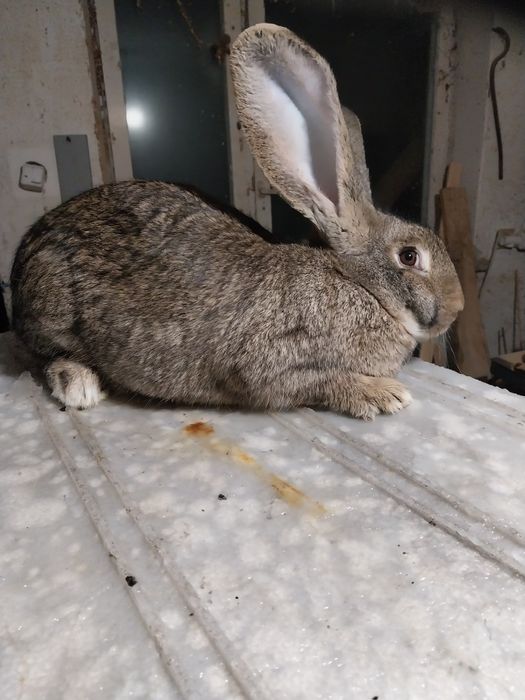 Król Belg Samiec i Samica