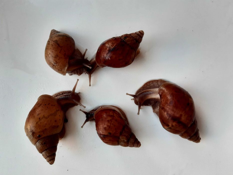 Малятка равлика-ахатина безкоштовно