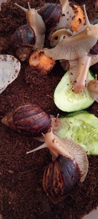 Равлики ахатини віддам безкоштовно