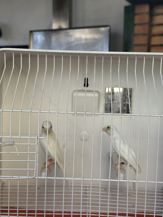 Canarios hoso japones