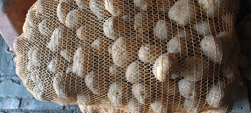 Sprzedam ziemniak jadalne BRYZA bez nawozów sztucznych