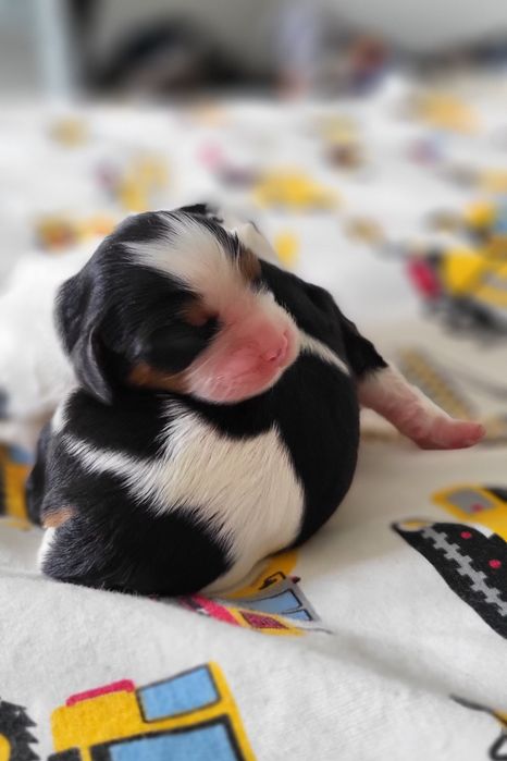 Cavalier King Charles Spaniel Blenheim i Tricolor