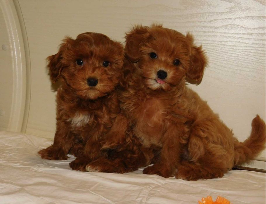 Девочки красавицы мальтипу. Окрас Ред Браун.