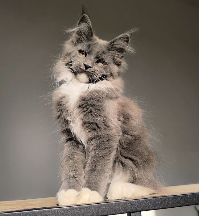 Kotka Maine Coon opcja hodowlana