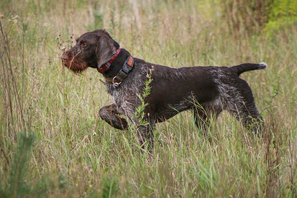 Wyżeł niemiecki szorstkowłosy