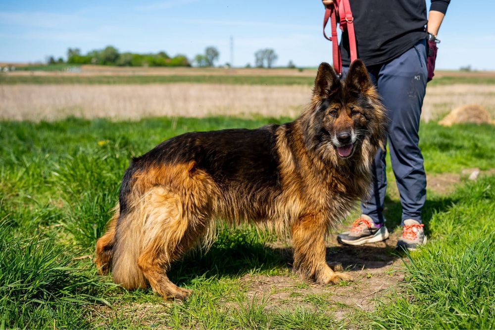 Kenia. Piękna i grzeczna owczarka, owczarek niemiecki
