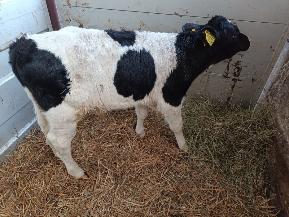 Dwa byczki i Jałoszka Polskie cielaki