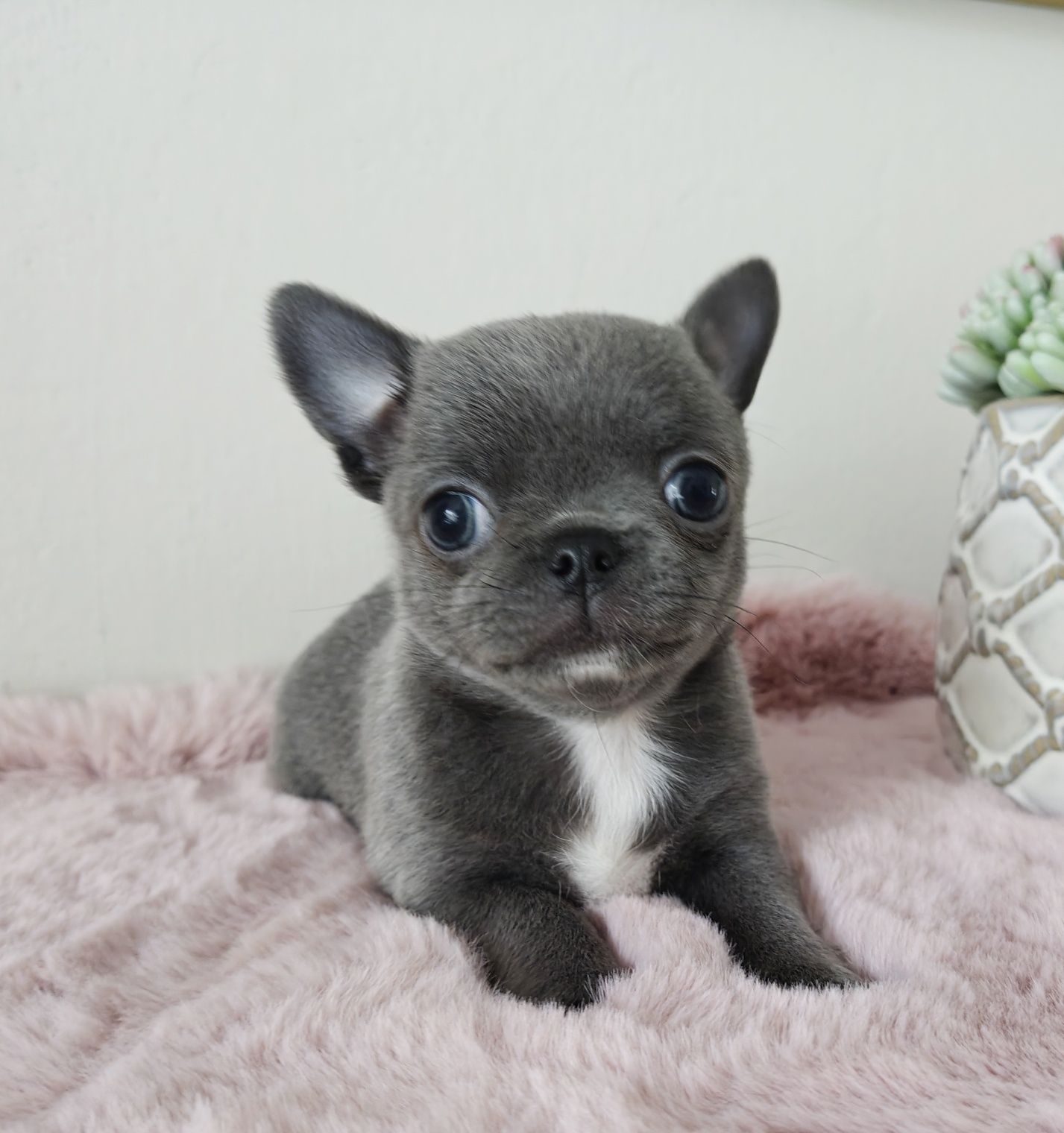 JENET gotowa do odbioru cudeńko suczka niebieska chihuahua