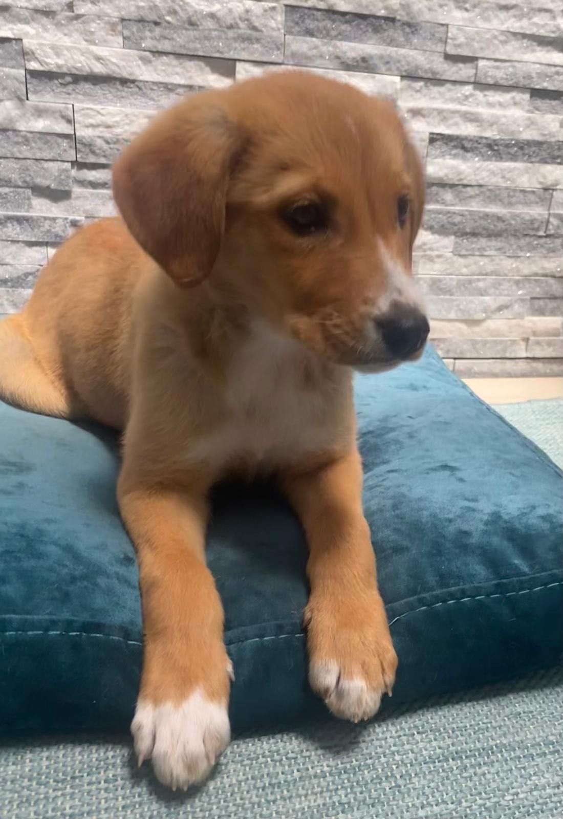 Cachorro para adoção RESPONSÁVEL