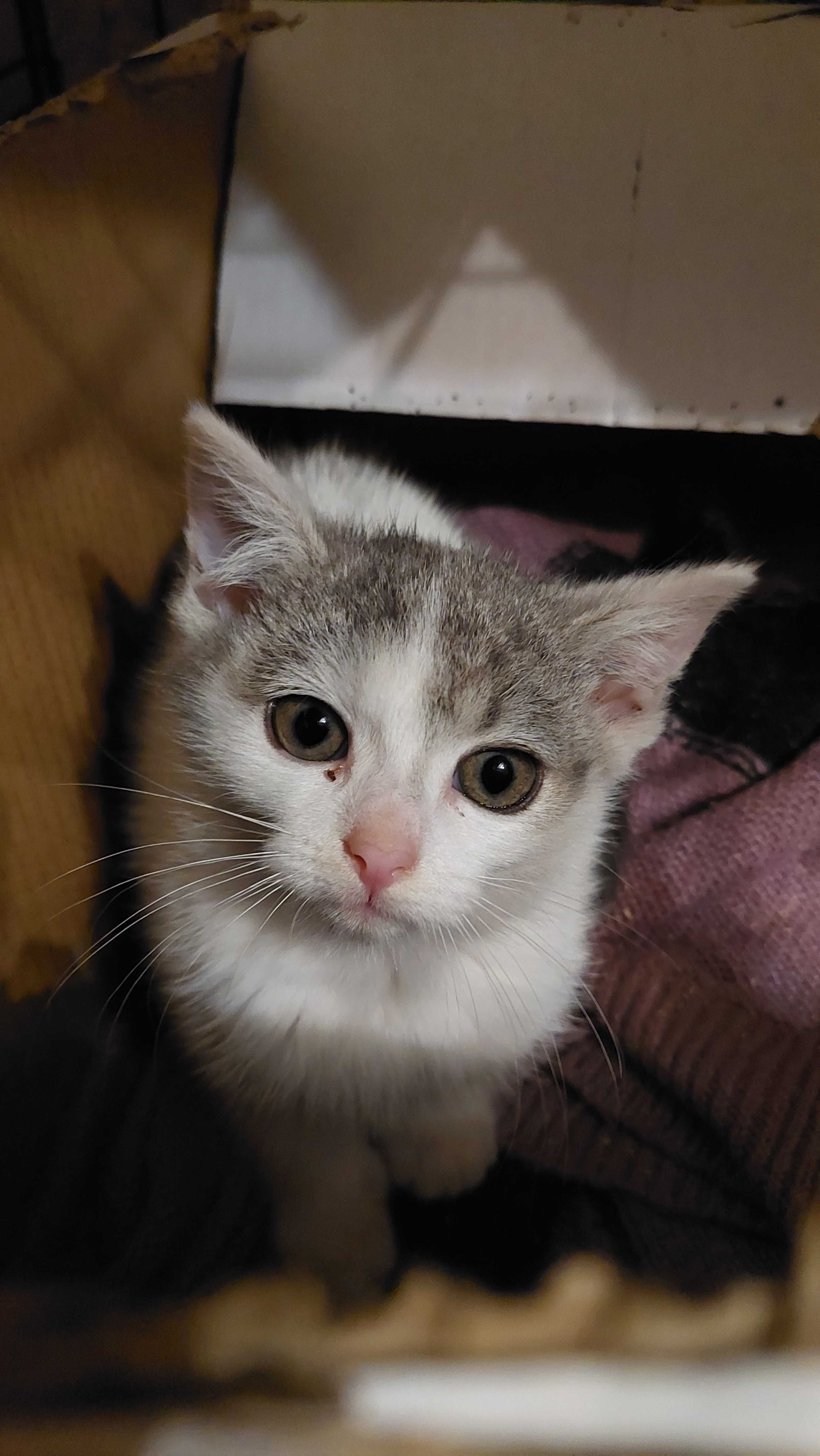 Sreberka do adopcji!