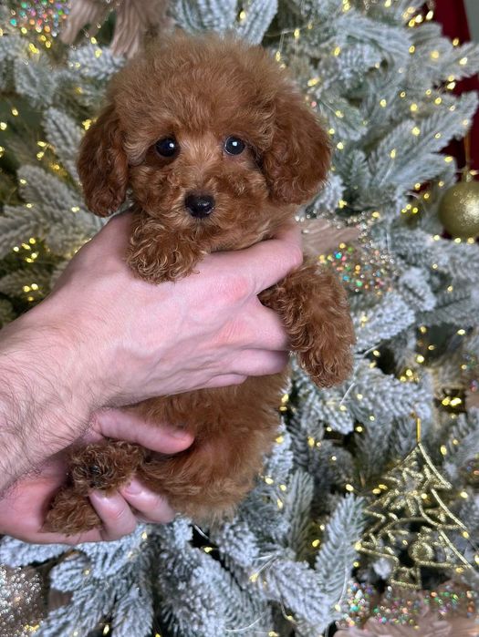 Красавчік. Той пудель Ред браун*