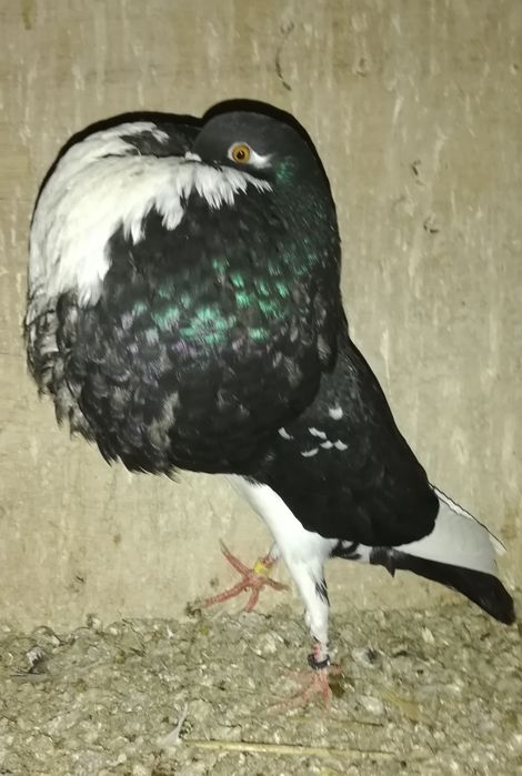 Garlacz garlacze z Norwich