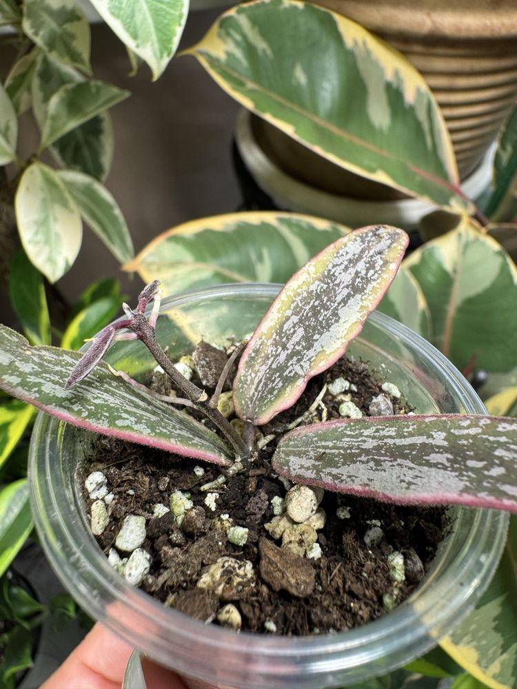 Хойя Hoya sigillatis albomarginata.
