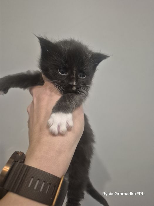 Czarny z białym kocurek rasy Maine coon!!!