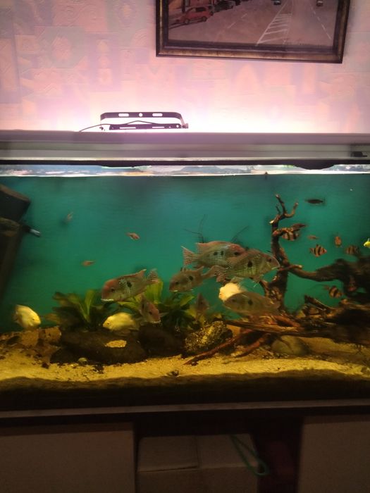 Геофагус красноголовый