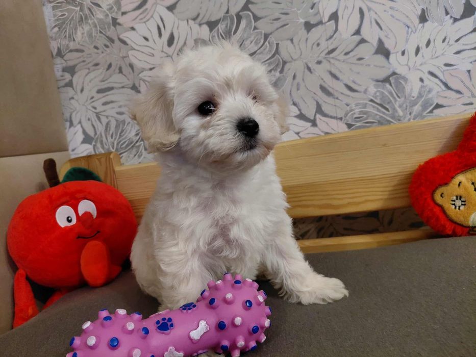 Maltipoo | Śliczny Chłopczyk