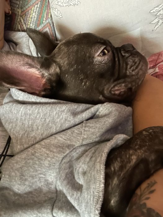 Продам цуцення.Французький бульдог ,7місяців.