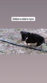 Pies szczeniak czarny