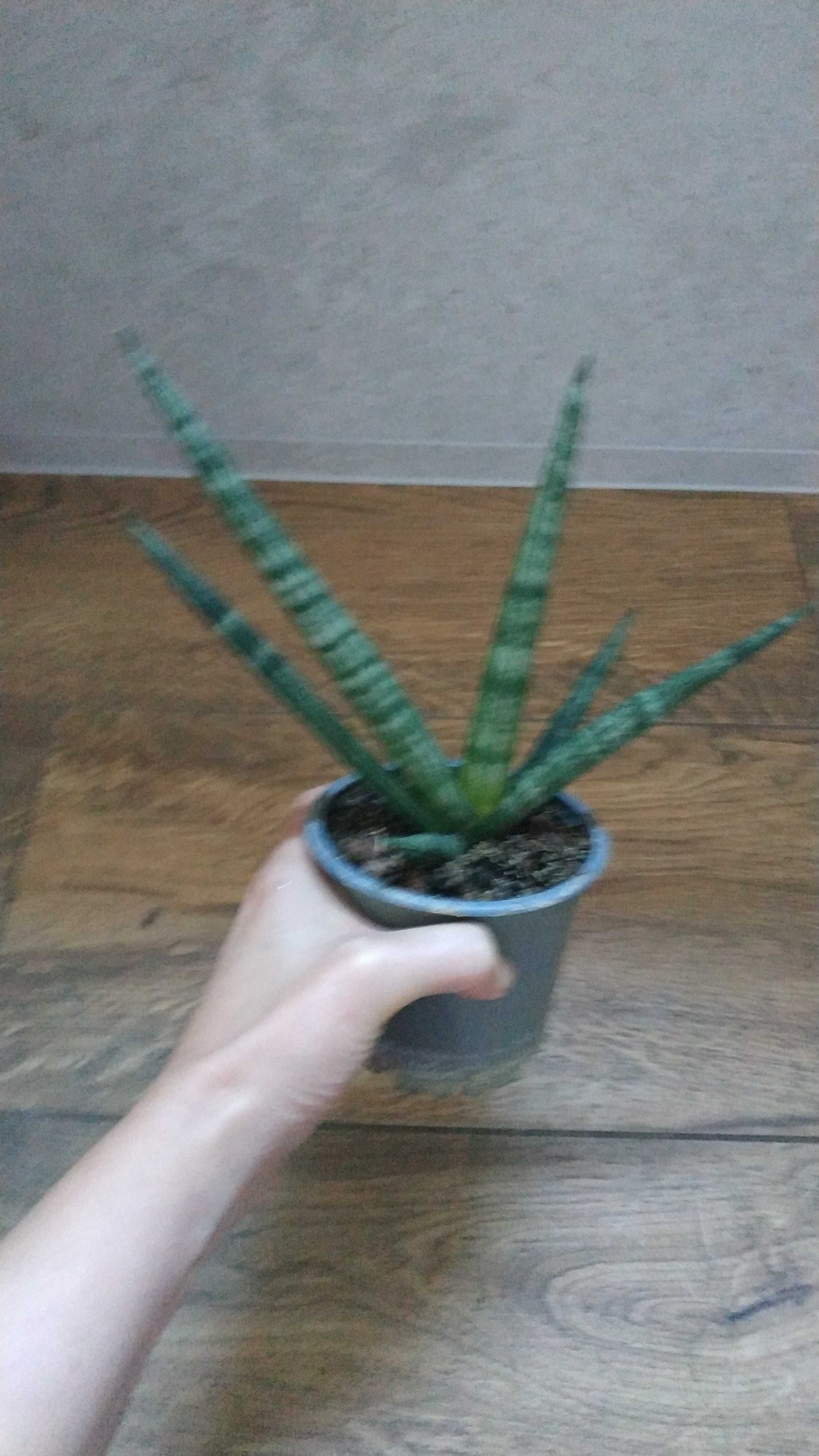 Sansevieria cylindrica “Boncel”