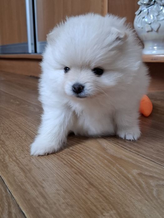 Продам померанского шпица