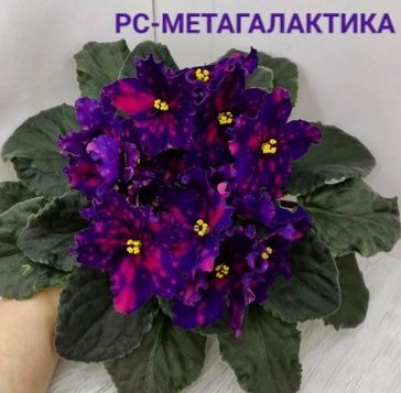 Фиалки. Детки сортовых фиалочек.