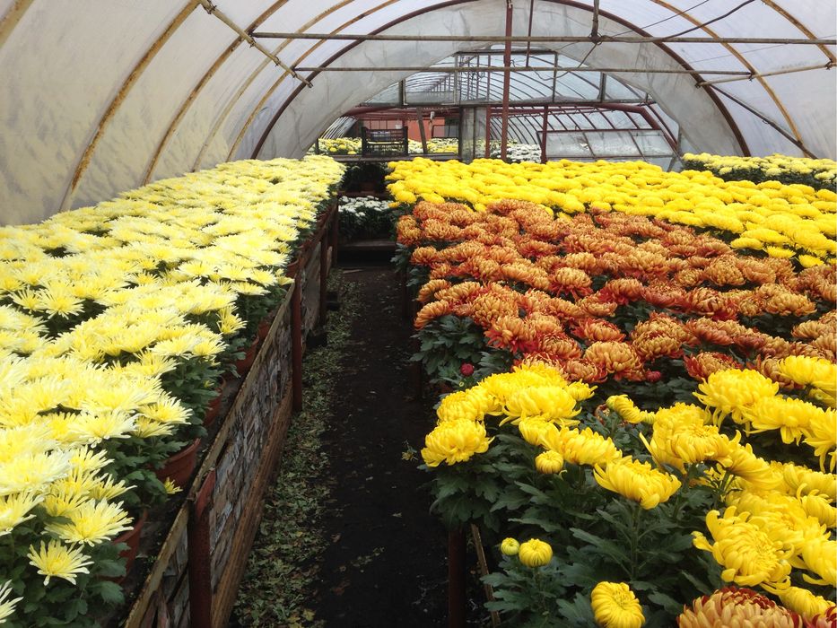 Chryzantemy wielkokwiatowe
