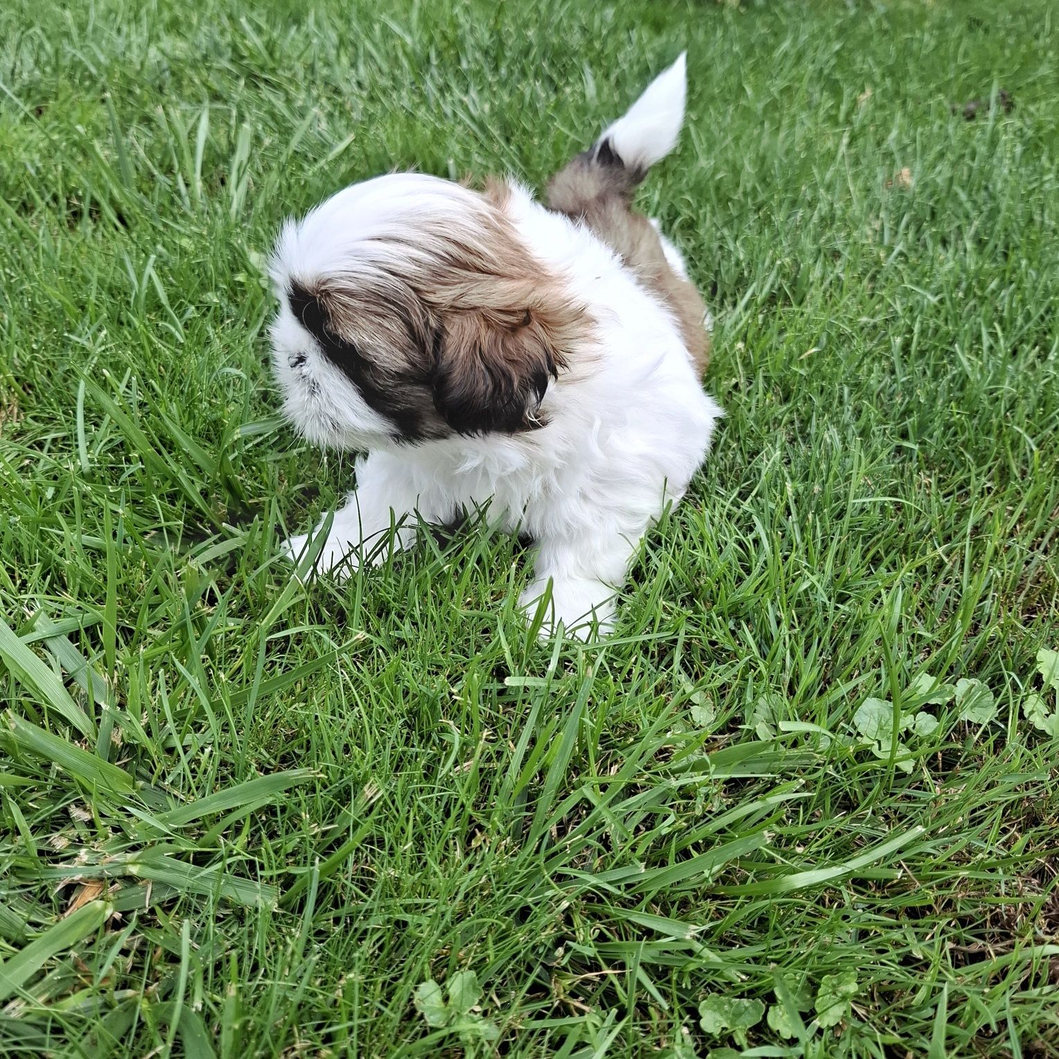 Pies samiec Shih tzu do odbioru koniec lipca