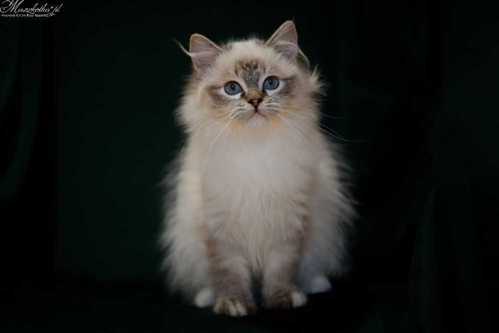 Ragdoll, śliczny kocurek seal mitted lynx z prawdziwym rodowodem FPL