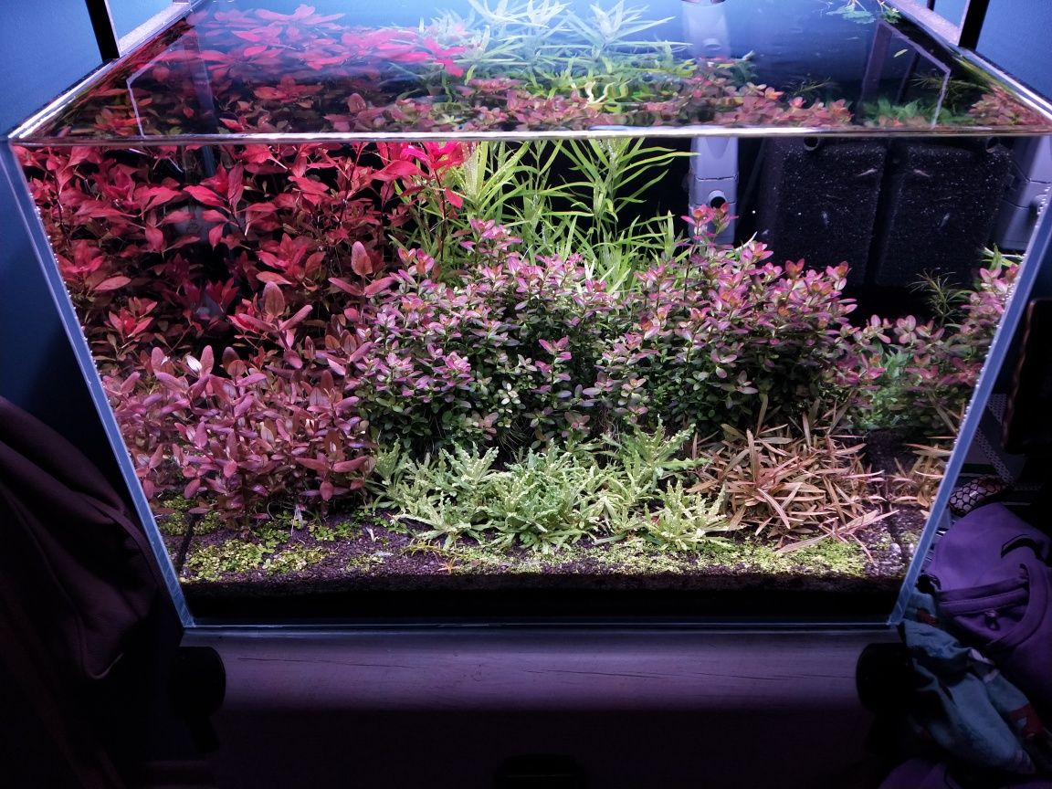 Rotala ramsior florida