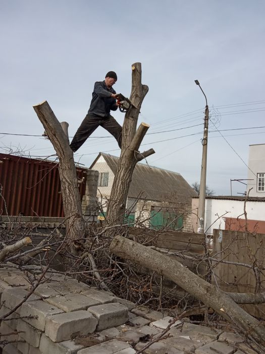 Спил деревьев , карчовка пней , недорого.