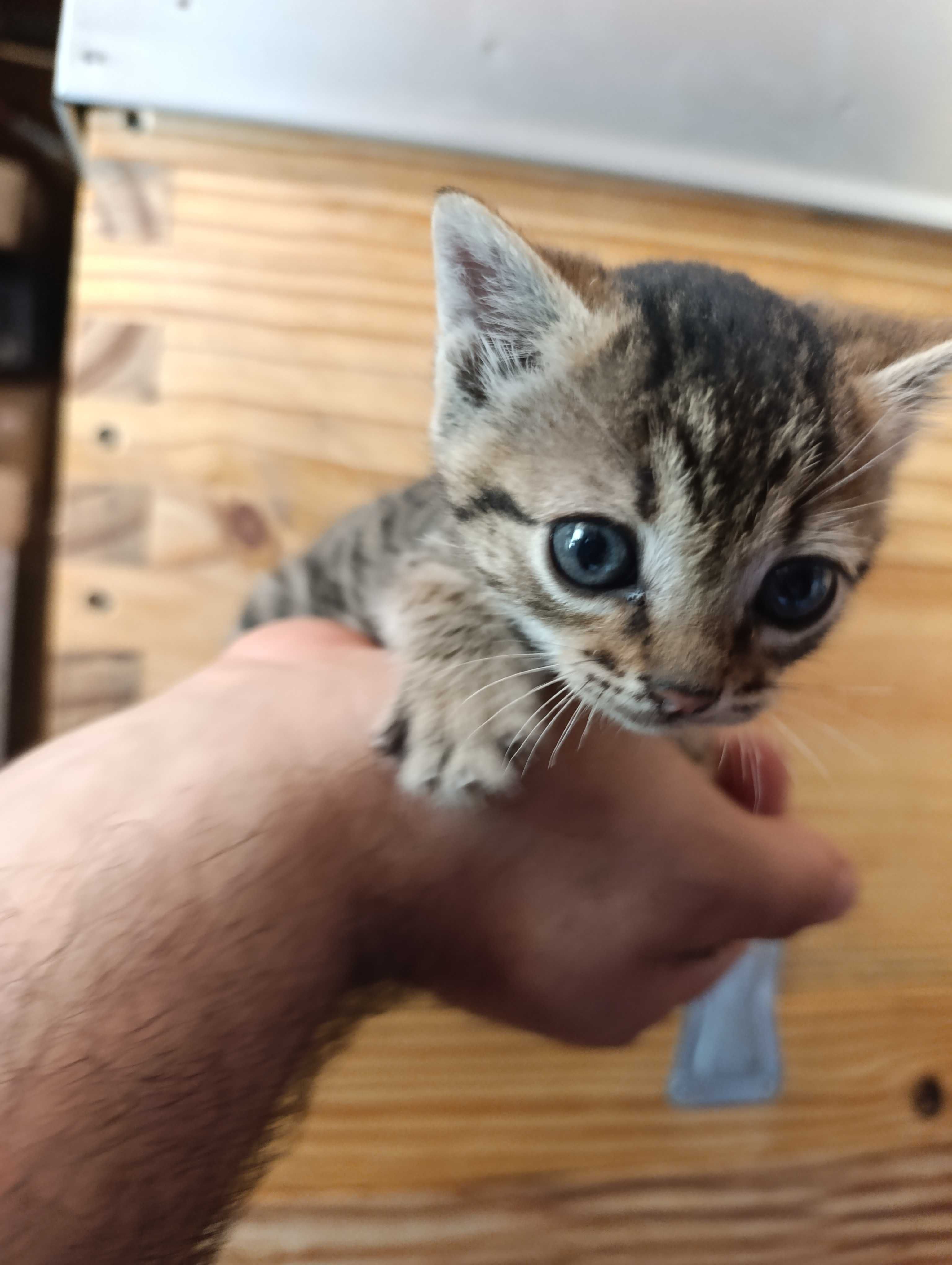 Gatinhos para adoção